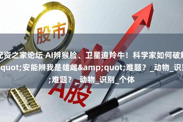 配资之家论坛 AI辨猴脸、卫星追羚牛！科学家如何破解&quot;安能辨我是雄雌&quot;难题？_动物_识别_个体