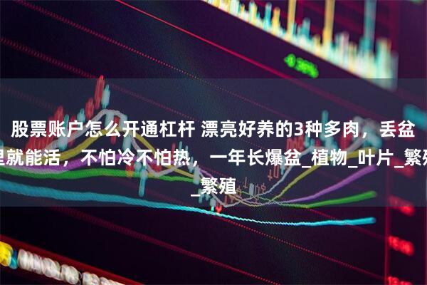 股票账户怎么开通杠杆 漂亮好养的3种多肉，丢盆里就能活，不怕冷不怕热，一年长爆盆_植物_叶片_繁殖